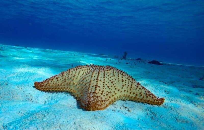 From Cozumel: 3 Reefs Boat Tour with Drinks and Snorkeling - Three reefs, three different kinds of snorkeling