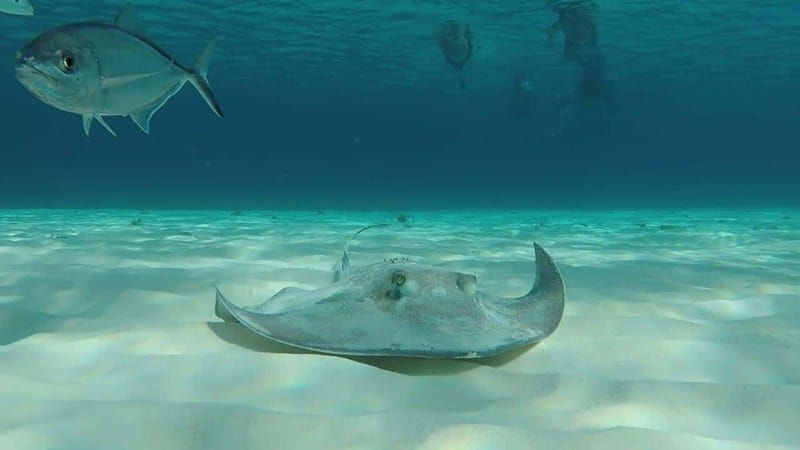 From Cozumel: 3 Reefs Boat Tour with Drinks and Snorkeling - Columbia Reef and the search for turtles