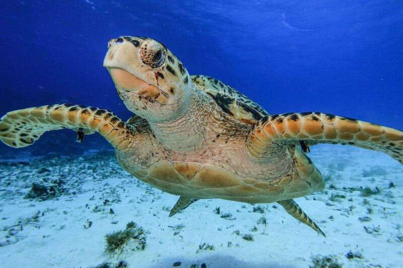 From Cozumel: 3 Reefs Boat Tour with Drinks and Snorkeling - Palancar Reef and the deeper first look