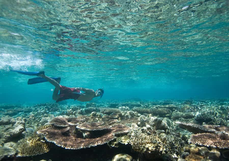 From Dubai: Discovery Scuba Diving & Snorkeling In Fujairah - From Dubai to Fujairah by minibus