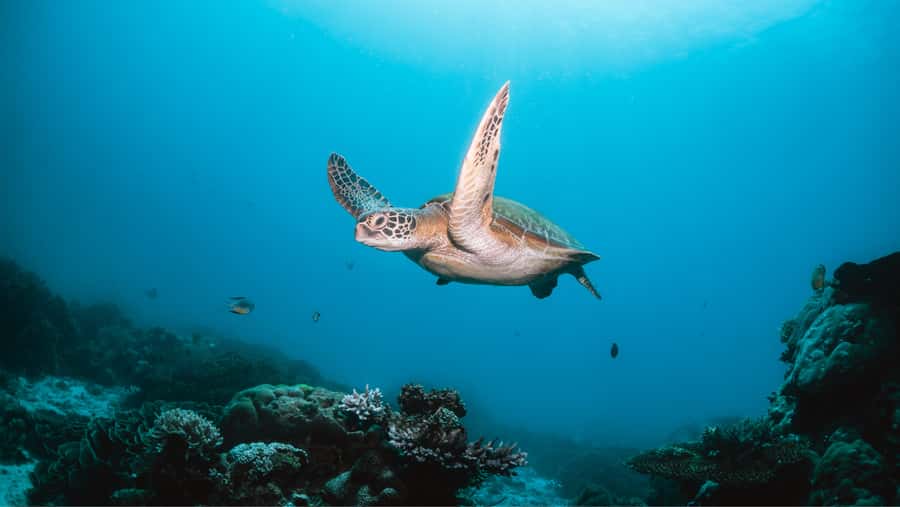 From Dubai: Discovery Scuba Diving & Snorkeling In Fujairah - Exploring coral and marine life at 10 meters
