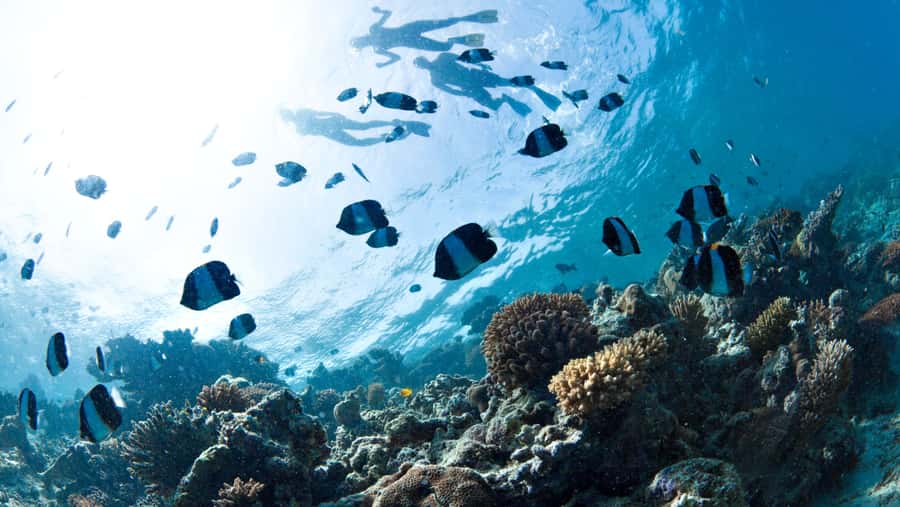 From Dubai: Discovery Scuba Diving & Snorkeling In Fujairah - Getting ready for your first underwater session