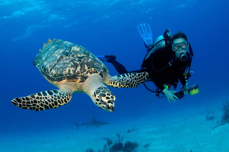 From Dubai: Fujairah Half-Day Scuba Dive and Snorkeling - The Early Start From Dubai