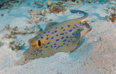 From Dubai: Fujairah Half-Day Scuba Dive and Snorkeling