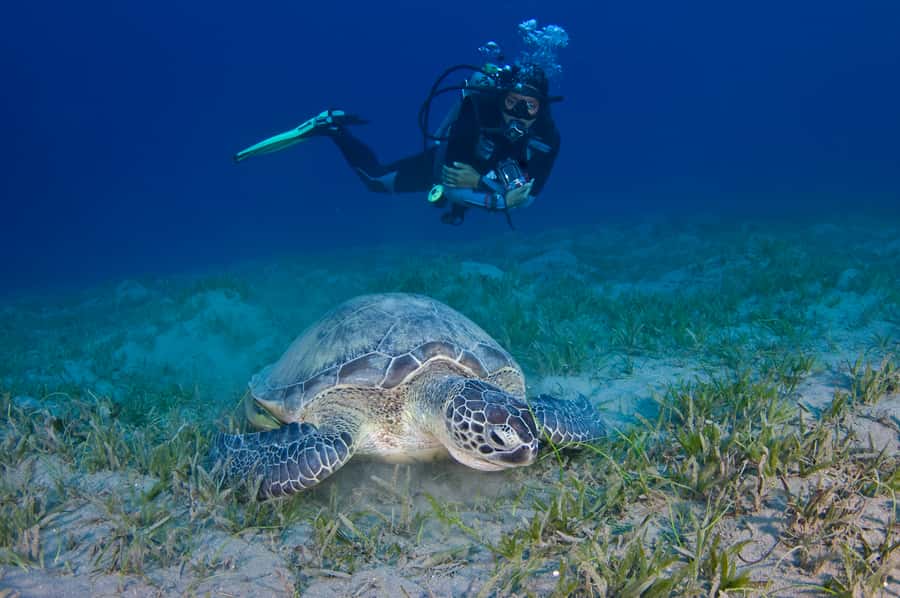 From Dubai: Fujairah Half-Day Scuba Dive and Snorkeling - Two Sites for Certified Divers