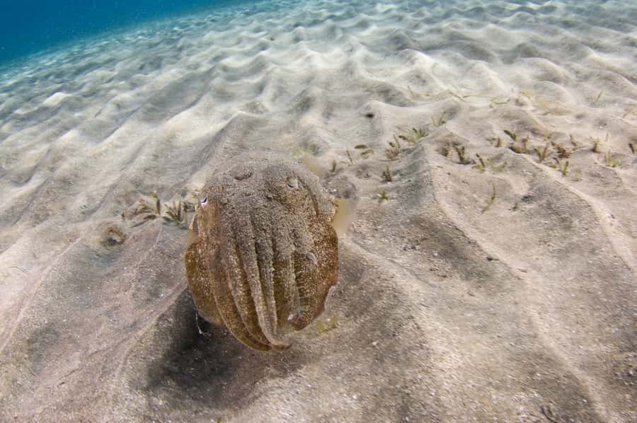 From Dubai: Fujairah Half-Day Scuba Dive and Snorkeling - Food, Drinks, and What the Price Covers
