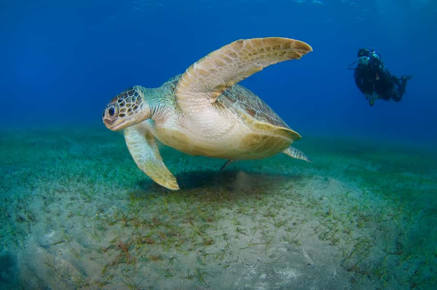 From Dubai: Fujairah Half-Day Scuba Dive and Snorkeling - Timing, Safety, and Practical Limits