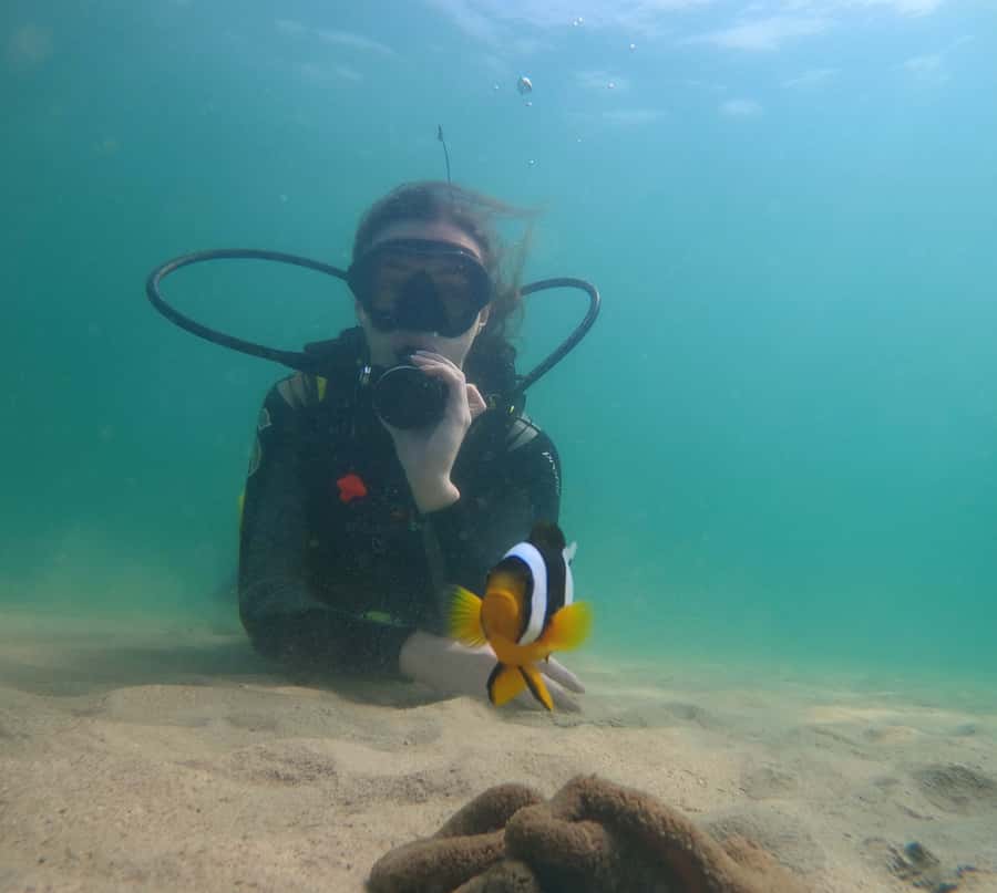 From Dubai: Fujairah Scuba Dive and Snorkeling - What marine life you might see