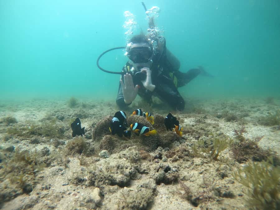 From Dubai: Fujairah Scuba Dive and Snorkeling - Is the $157 price fair?