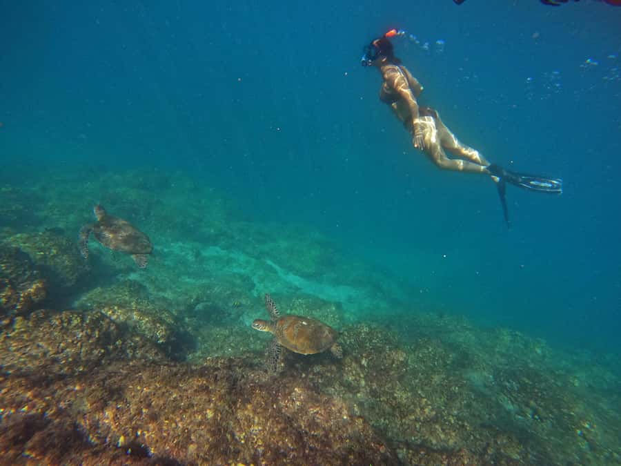 From Dubai: Fujairah Snorkeling with Turtles, Transfer & BBQ - Snoopy Island and Sharm Rocks: the main event