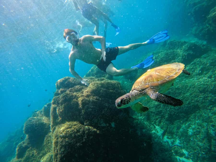 From Dubai: Fujairah Snorkeling with Turtles, Transfer & BBQ - Who should book this Fujairah outing?