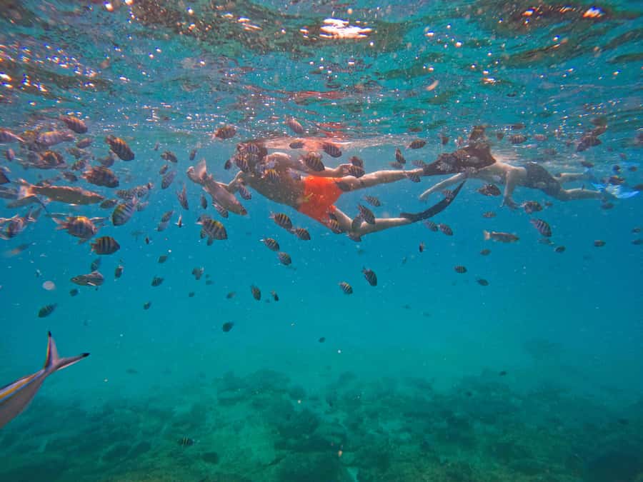 From Dubai: Fujairah Snorkeling with Turtles, Transfer & BBQ - My booking advice