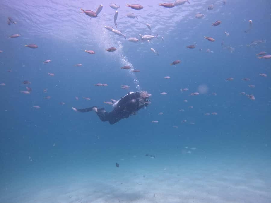 From Dubai: Try Scuba Diving, Snorkeling with BBQ & Transfer - Key points to know before you book