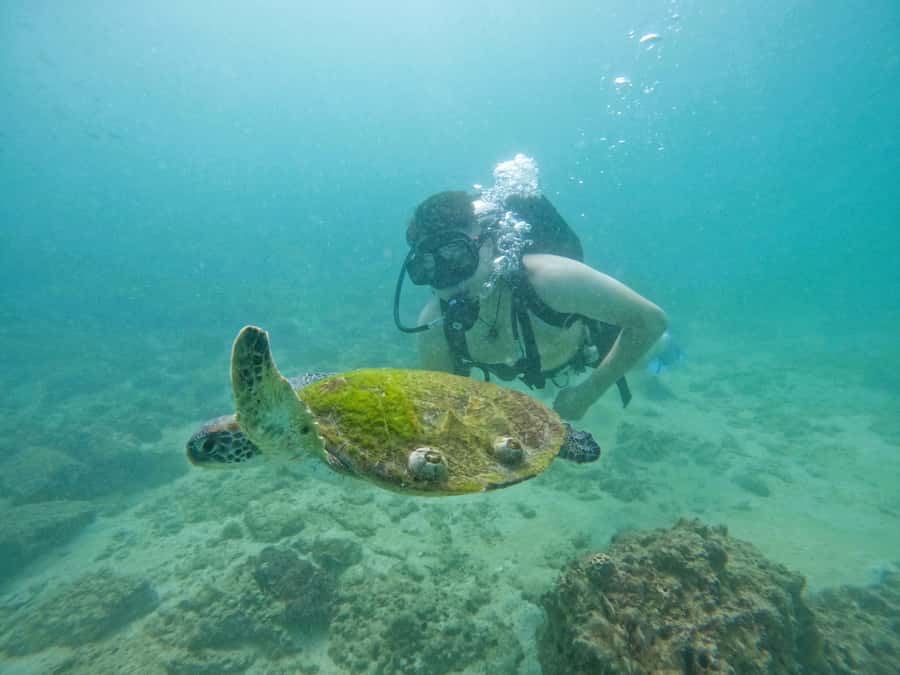 From Dubai: Try Scuba Diving, Snorkeling with BBQ & Transfer - Underwater photos give you a useful souvenir