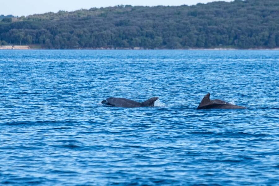 From Fazana: Dolphin watching and snorkeling in Blue Cave - Practical tips for a smoother afternoon