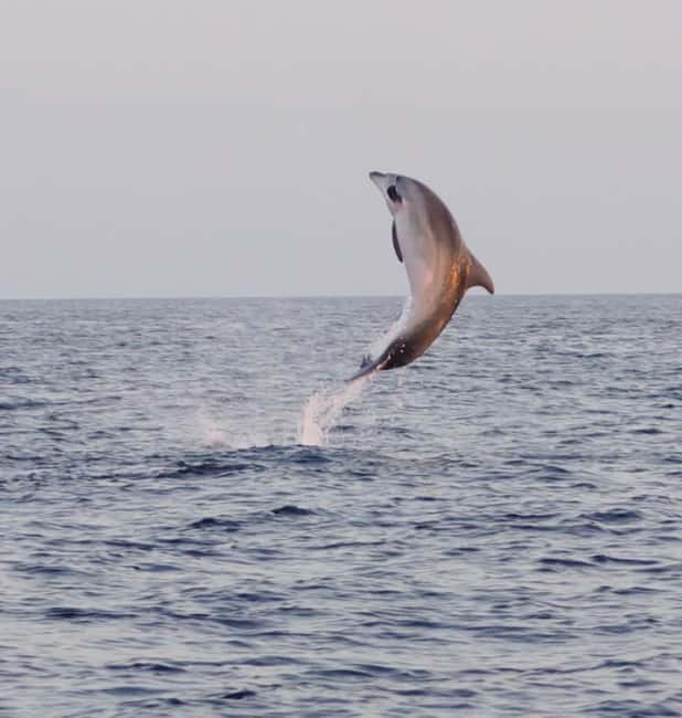 From Fazana: Dolphin watching and snorkeling in Blue Cave - Leaving Fažana on a private speedboat