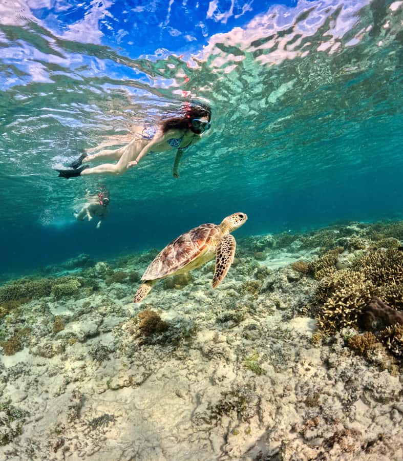 From Gili Air: Private or Small Group Snorkeling Boat Tour - Private or small group: which option fits you?