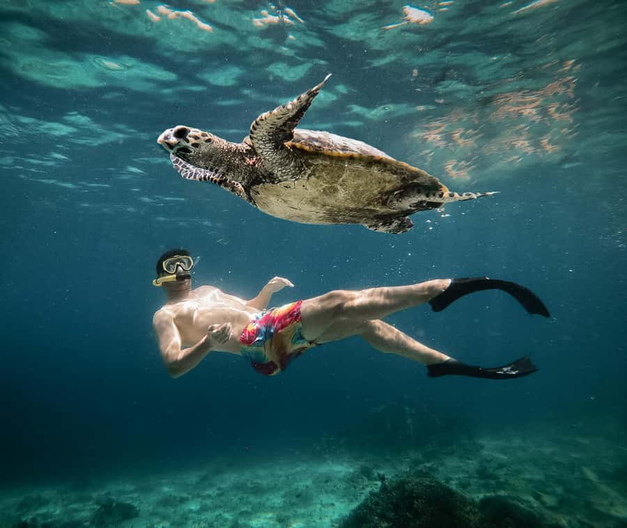 From Gili Air: Snorkeling with Turtles & Underwater Statue - Key points at a glance