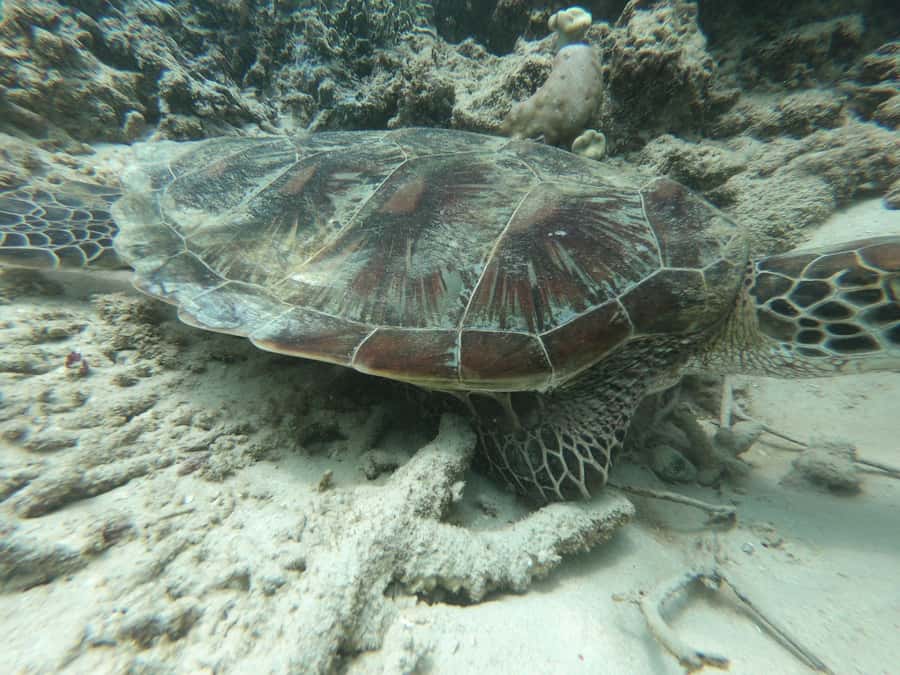 From Gili Air/Trawangan: Glass-Bottom Boat with Snorkeling - The crew, guides, and overall feel