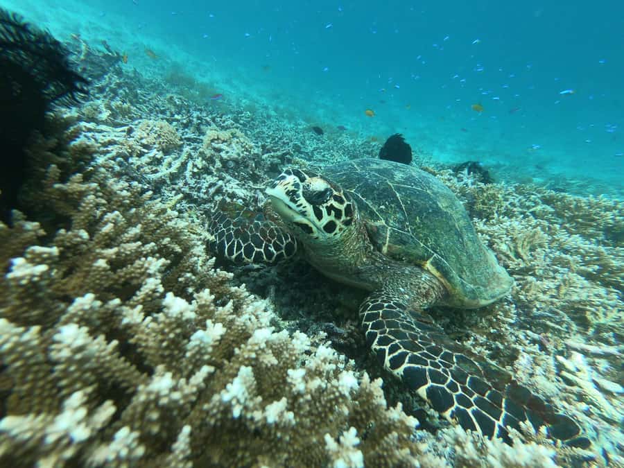 From Gili Air/Trawangan: Glass-Bottom Boat with Snorkeling - What the $47 price really covers