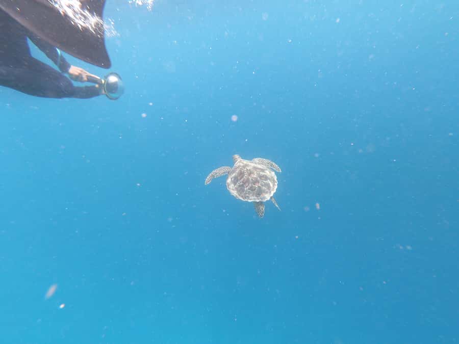 From Gili Air/Trawangan: Glass-Bottom Boat with Snorkeling - Statues, tropical fish, and Coral Garden