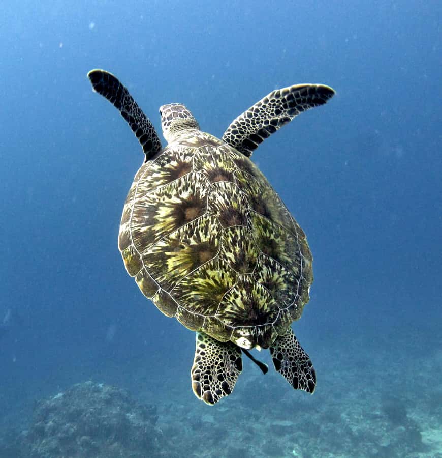 From Gili Air/Trawangan: Glass-Bottom Boat with Snorkeling - Gili Meno is your pause between swims