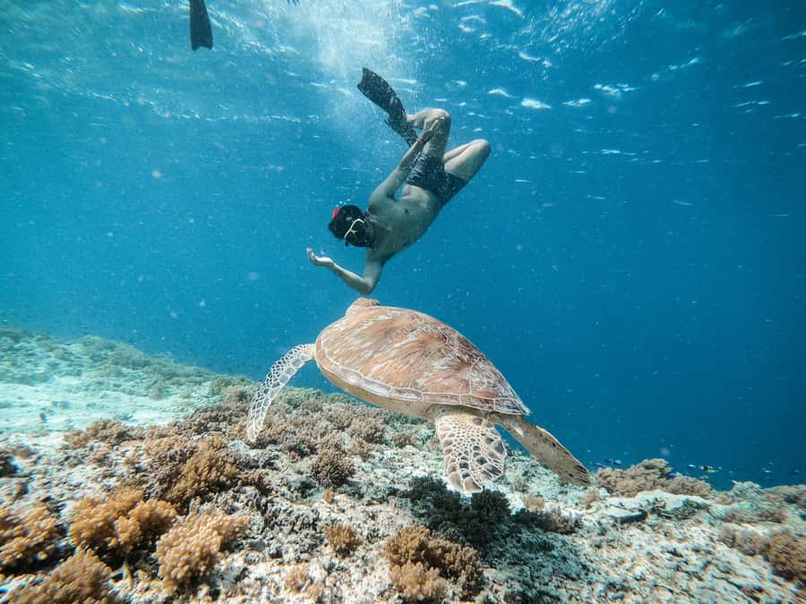 From Gili Meno: Private Snorkeling with Turtle & Statue - GoPro photos and how much they add