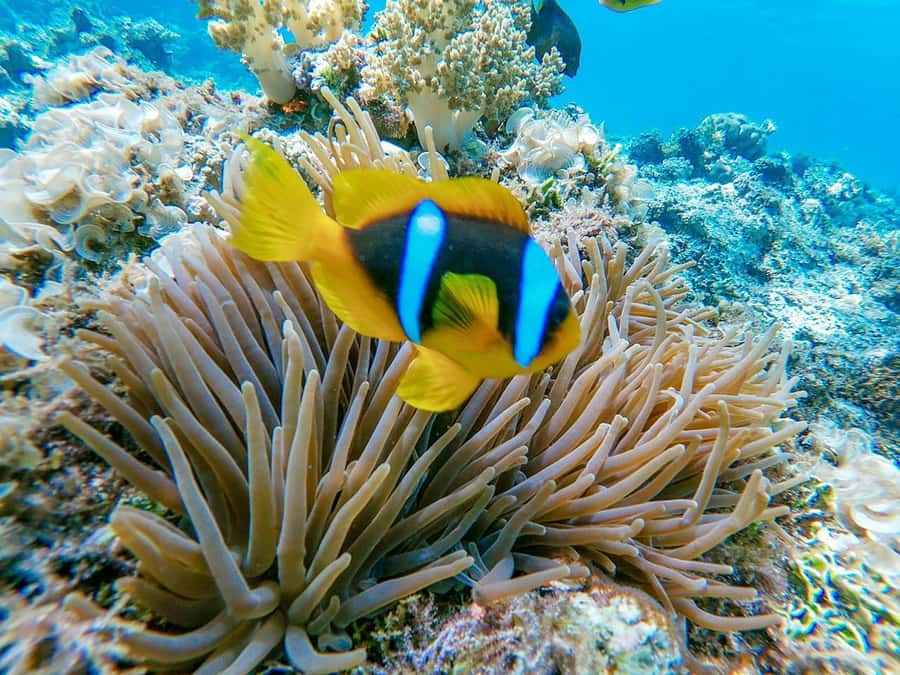 From Hurghada: Orange bay Snorkeling Cruise with Lunch - Two snorkeling stops with help in the water
