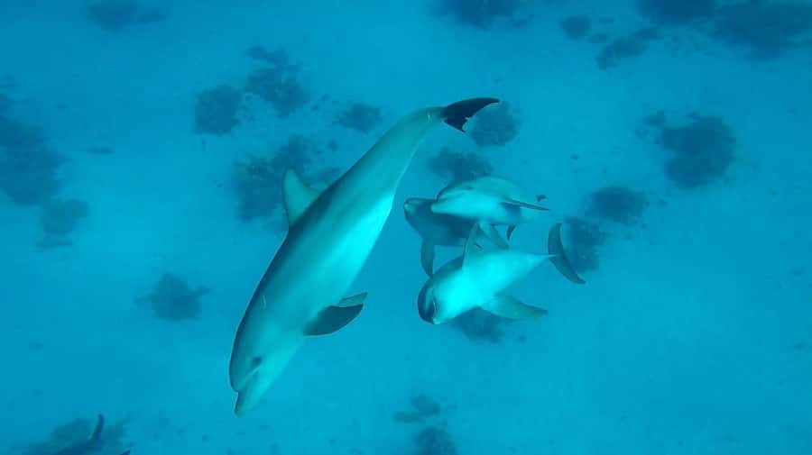 From Hurghada: Orange bay Snorkeling Cruise with Lunch - Is $31 good value for a Hurghada boat day?