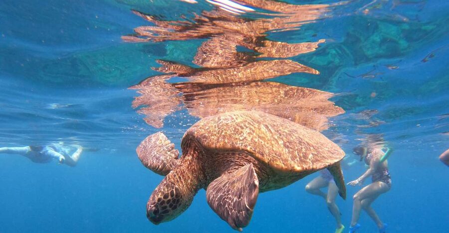 From Ka'anapali: West Maui Half-Day Snorkel Tour w/ Food - Breakfast with dolphins and Maui coastline views