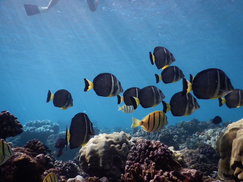 From Kaanapali: Afternoon West Maui Snorkeling w/ Drinks - How the price adds up