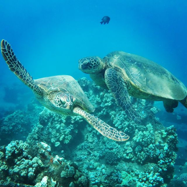 From Kaanapali: Afternoon West Maui Snorkeling w/ Drinks - Meeting the boat at Whaler’s Village