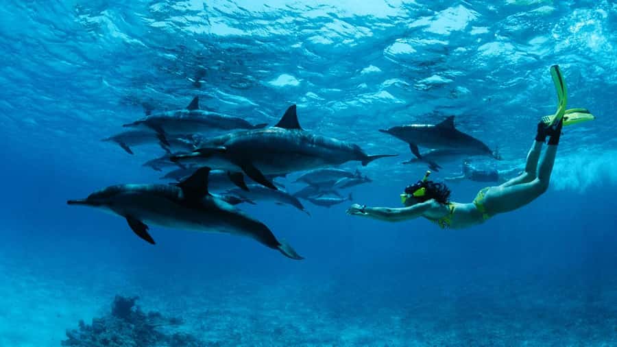 From Kendwa: Mnemba Boat Trip and Dolphin Snorkel Adventure - Starting at Mama Mia in Kendwa