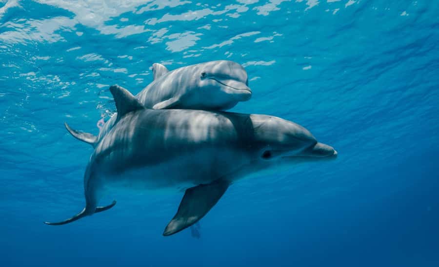 From Kendwa: Mnemba Boat Trip and Dolphin Snorkel Adventure - Should you book the Mnemba boat trip?