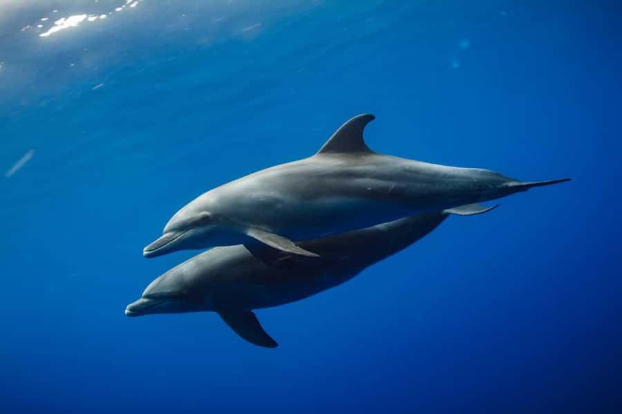 From Kendwa: Mnemba Boat Trip and Dolphin Snorkel Adventure - Dolphin watching without the hard sell