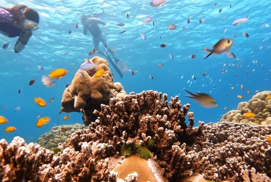 From Khao Lak & Phuket: Similan Islands Snorkeling Day Trip - The crew can shape the whole day