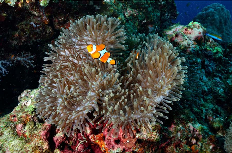 From Khao Lak: Similan Islands Day Trip with Snorkeling - Crowds, coral, and weather are the real variables