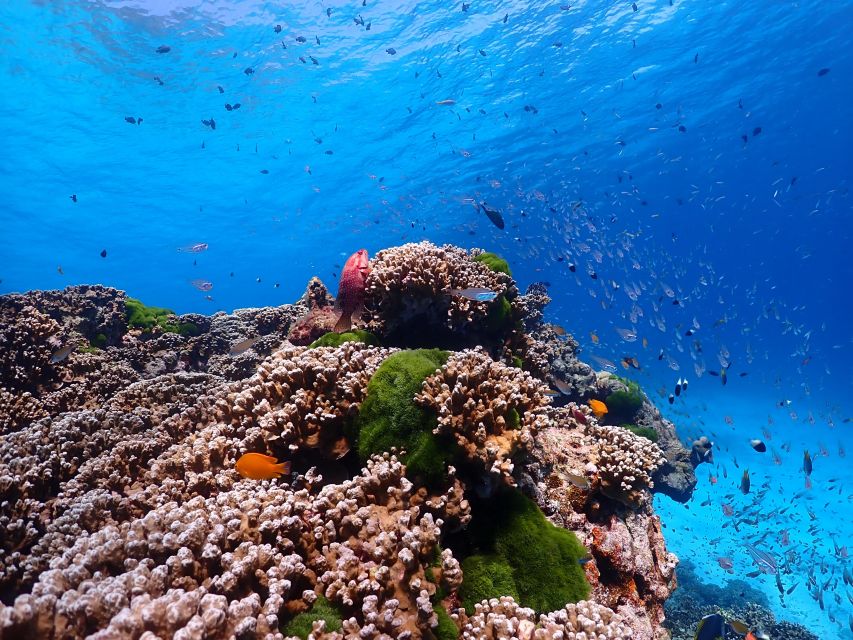 From Khao Lak: Similan Islands Snorkeling Trip with Lunch - How much value do you get for $92?