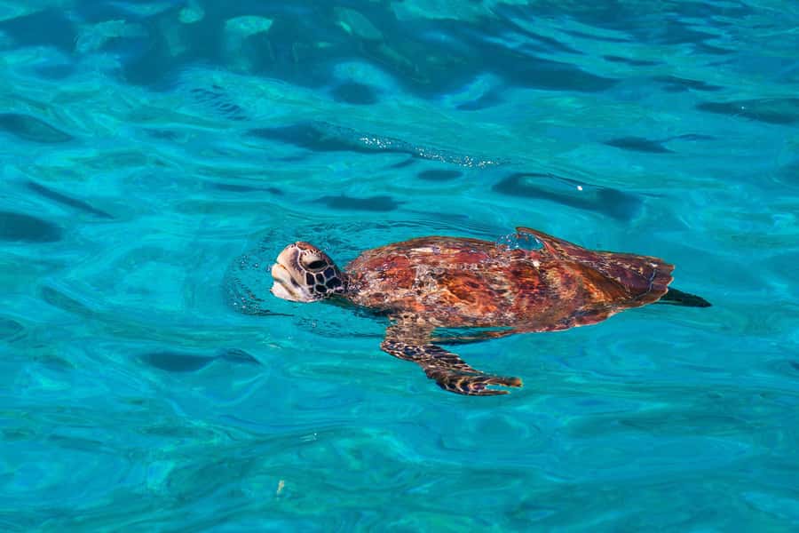 From Khao Lak: Similan Islands Snorkeling Trip with Lunch - Koh Miang, Island 4, offers the gentlest first stop