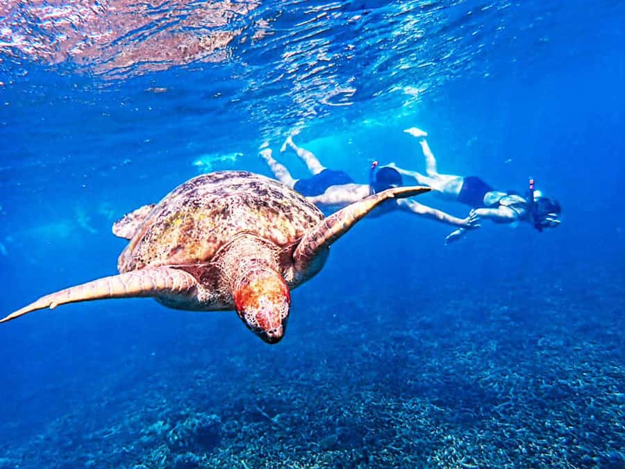 From Khao Lak: Surin Islands Snorkeling Tour w/ Meals - Chong Kad Channel and the first reef session