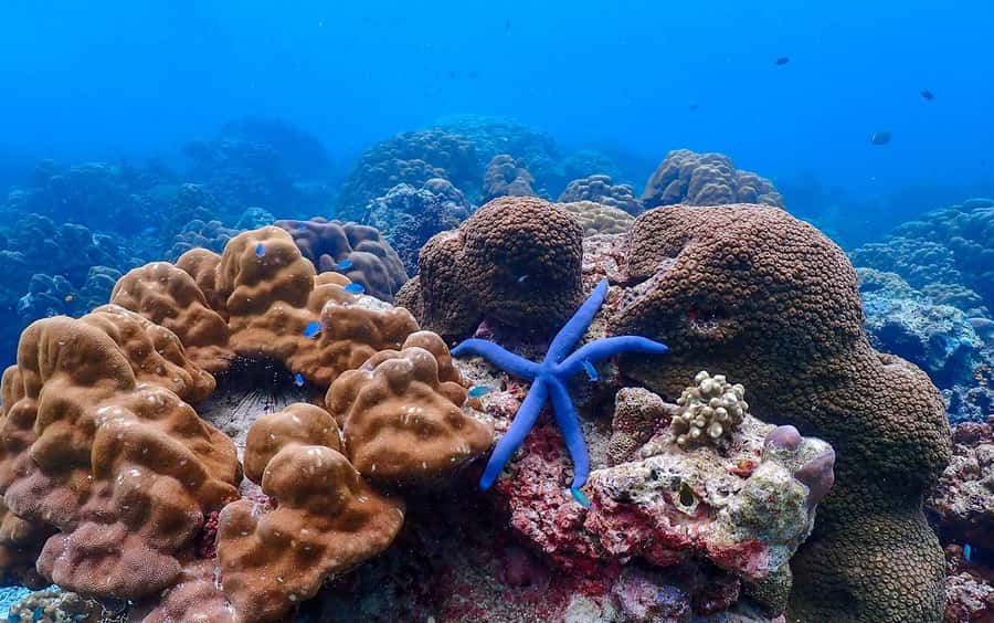 From Khao Lak: Surin Islands Snorkeling Tour w/ Meals - One hour by speedboat to the Surin Islands