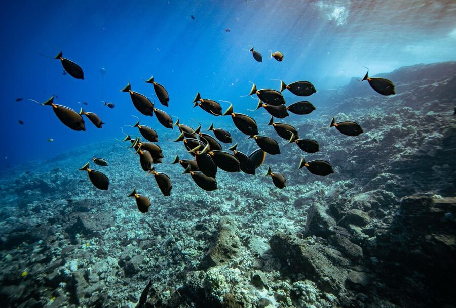 From Kihei: Molokini Crater and Turtle Town Snorkeling - What makes this Kihei boat trip worth considering