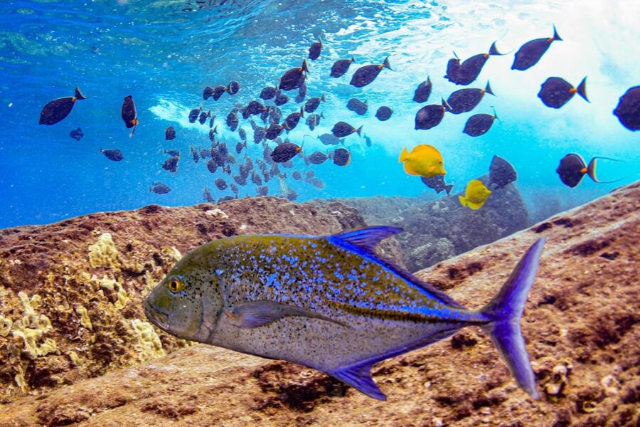 From Kihei: Molokini Crater and Turtle Town Snorkeling - Food, drinks, and what to pack