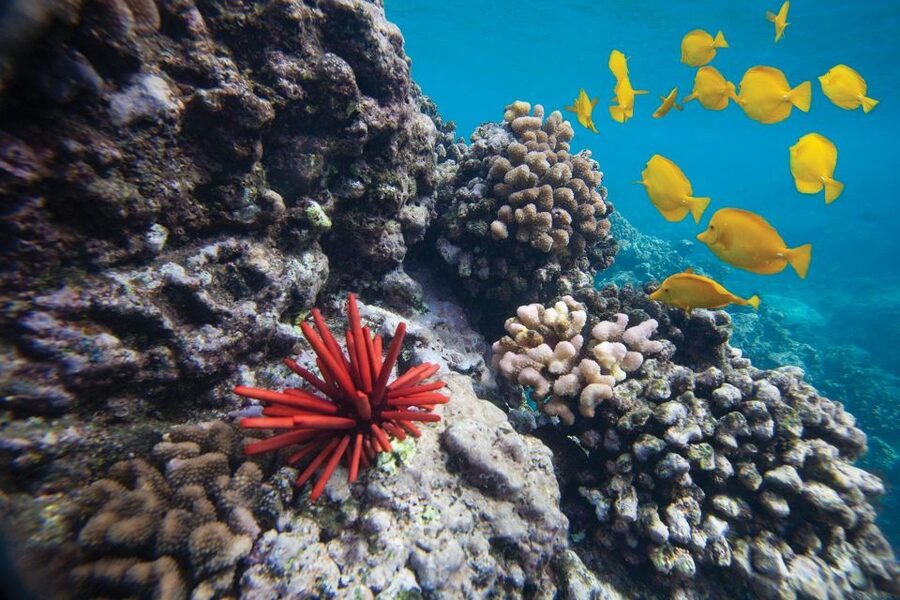 From Kihei: Molokini Crater and Turtle Town Snorkeling - Molokini Crater: clear water and easy fish watching