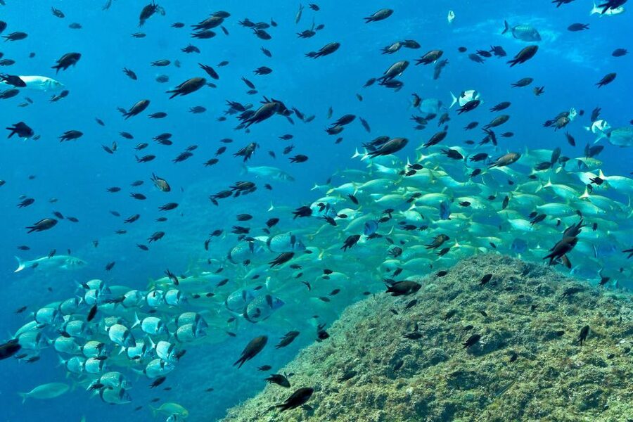 From L’Estartit: Snorkeling Trip to the Medes Islands - Who should book this trip?