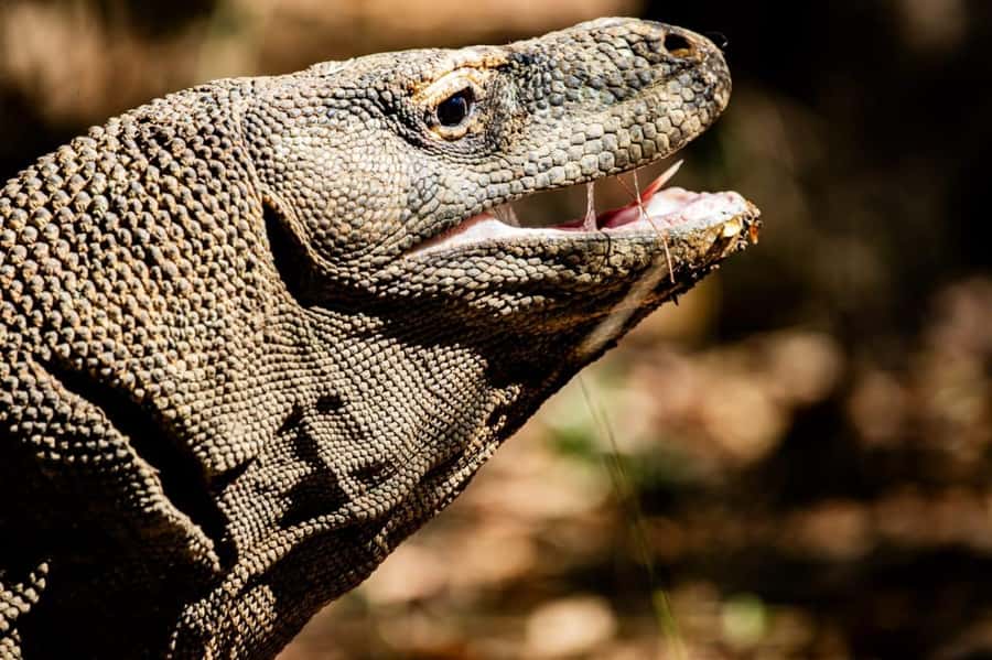 From Labuan Bajo Explore komodo island & Snorkeling - Key points to know before booking