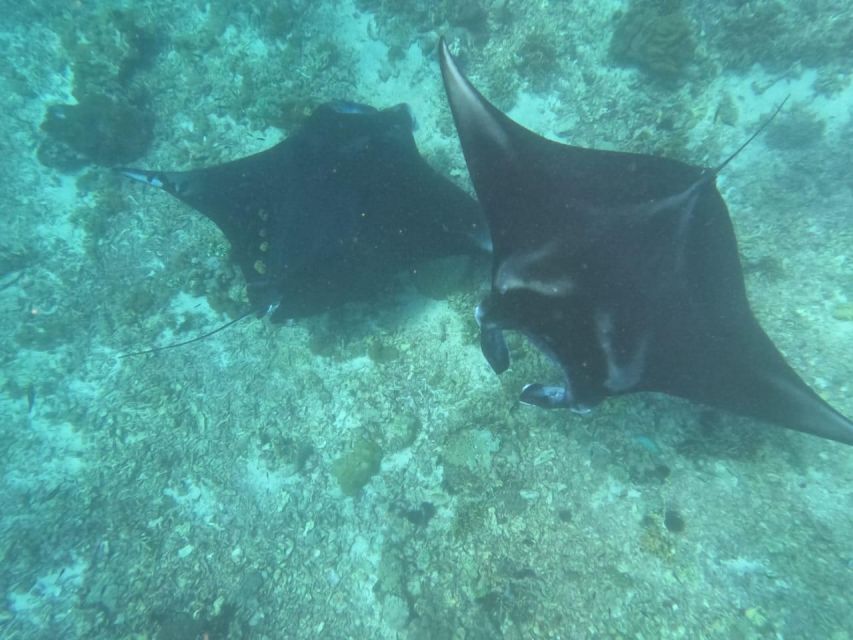 From Labuan Bajo Explore komodo island & Snorkeling - Who will enjoy this trip most
