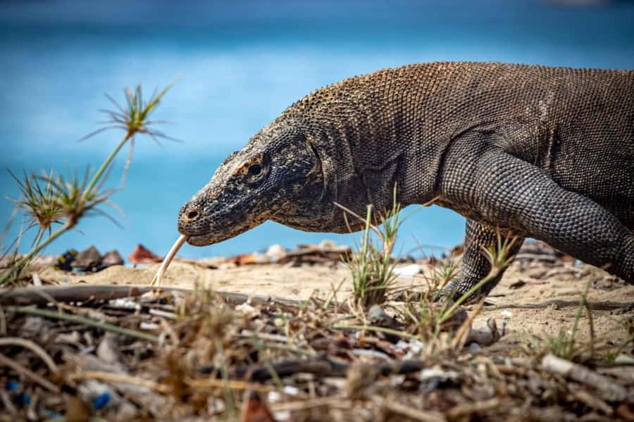 From Labuan Bajo Explore komodo island & Snorkeling - Padar Island and its famous three-bay view