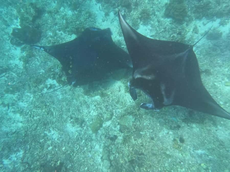 From Labuan Bajo Explore komodo island & Snorkeling - Taka Makasar and Siaba Island