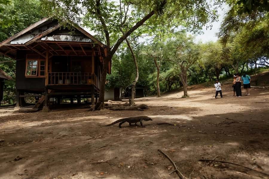 From Labuan Bajo: Komodo Island Day Tour with Snorkeling - Who should book this Komodo tour?
